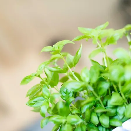 Zum Stubaier Gletscher - Dorf * Neustift im Stubaital