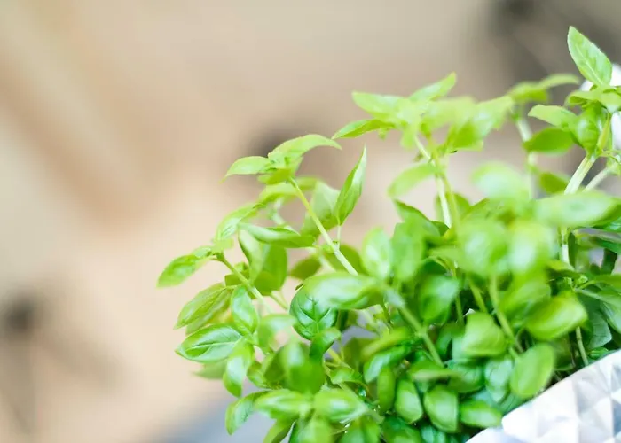 Zum Stubaier Gletscher - Dorf * Neustift im Stubaital